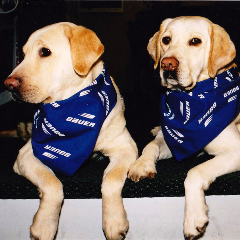 A yellow lab named Goldie.